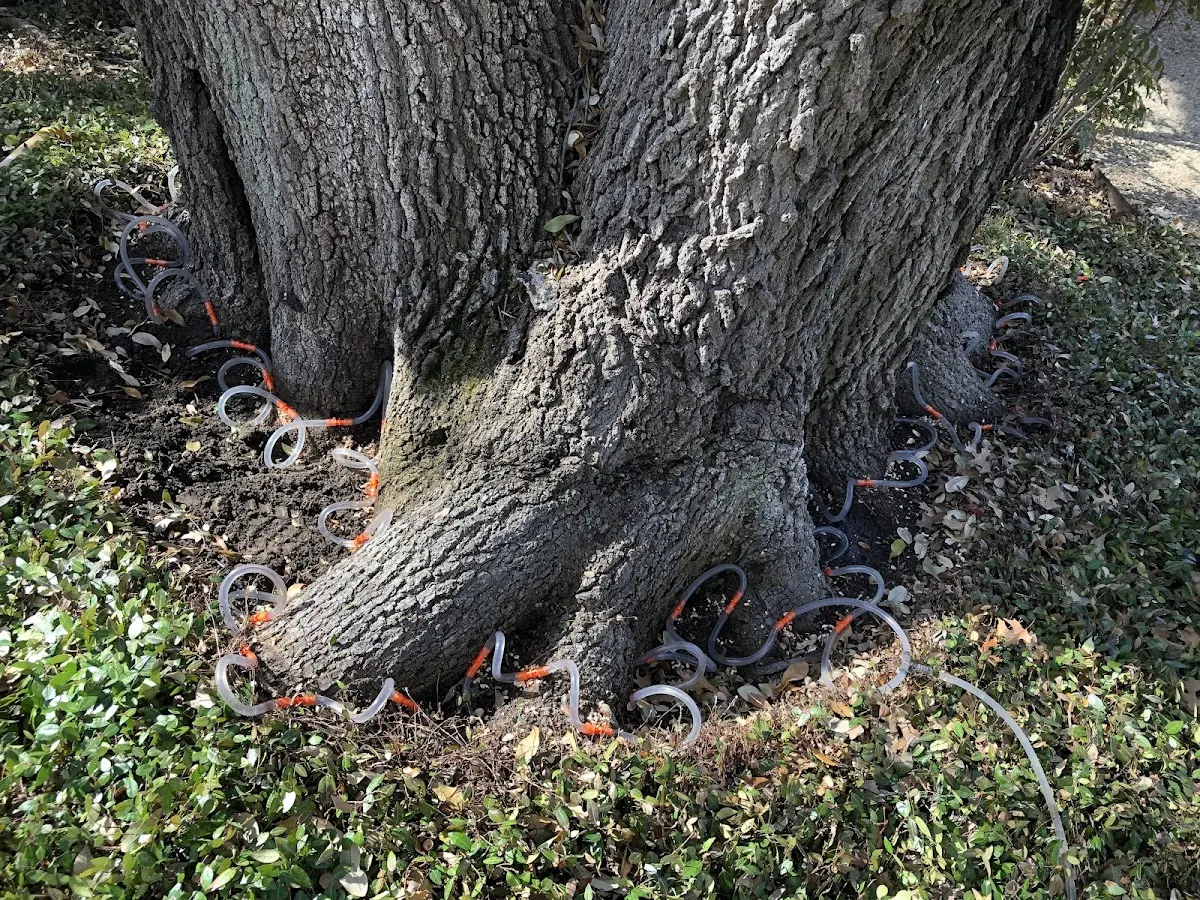 Detailed Tree Cabling and Bracing job site in Tolovana Park