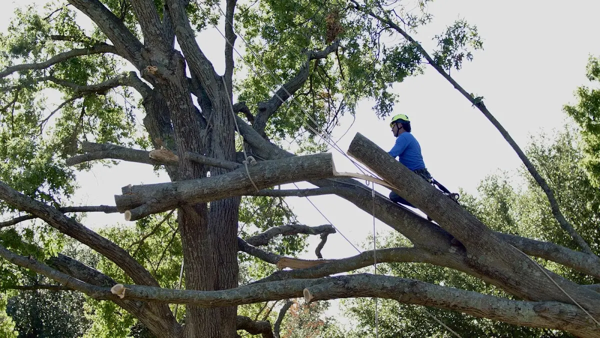 Professional Crown Thinning performed by certified arborists in Tolovana Park