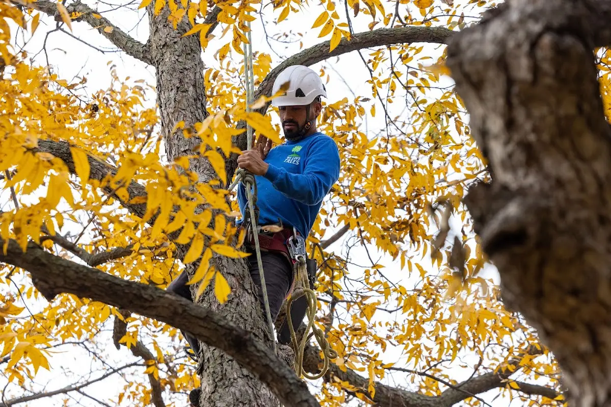 Skilled Tree Pruning crew working in Tolovana Park