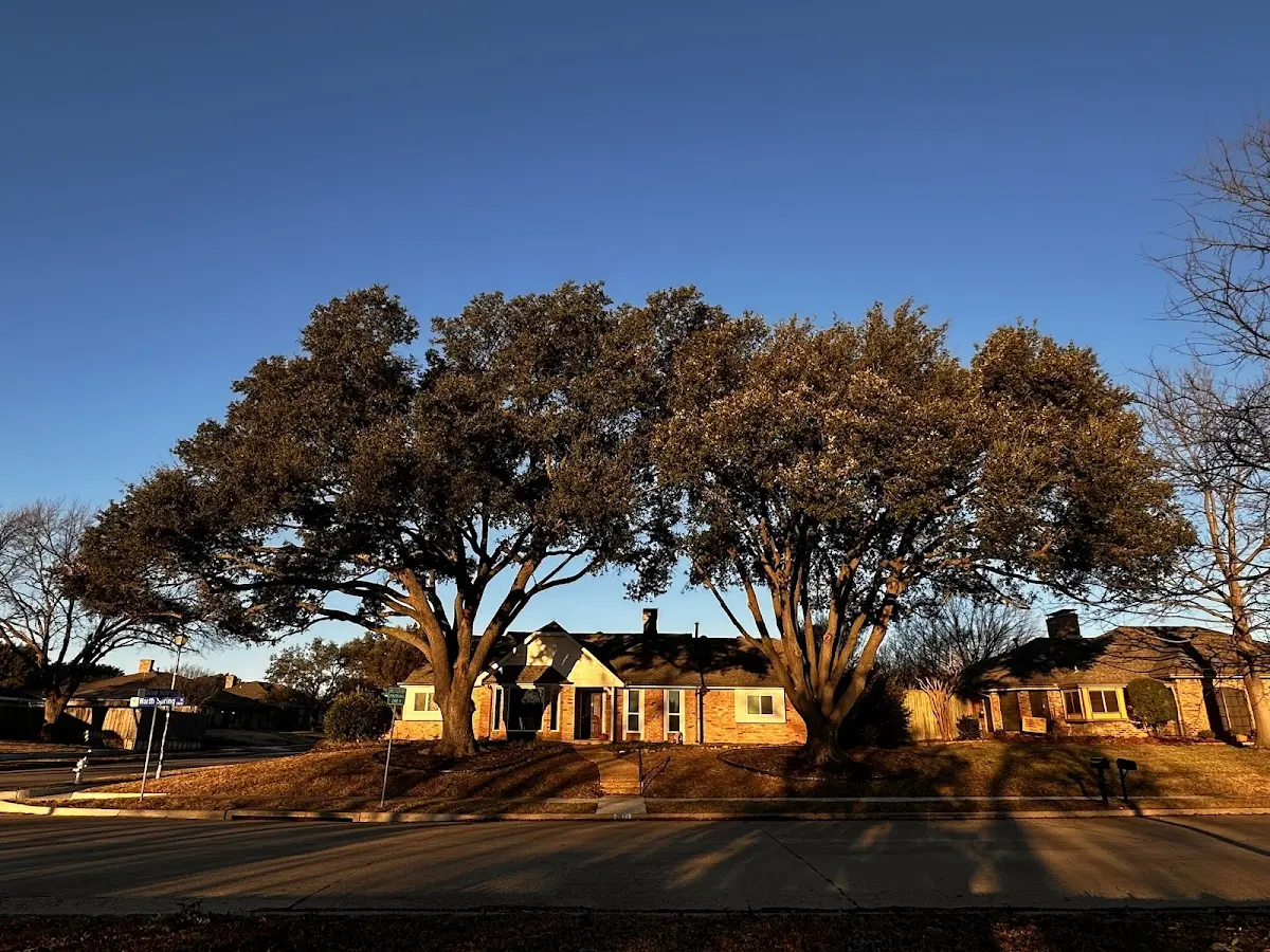 Established residential canopy tree shading a home in Tolovana Park
